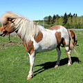 Icelandic Horse